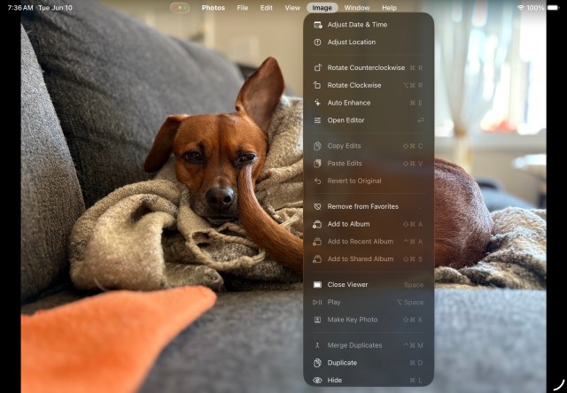 A photo of a dog, with the iPad’s menu bar expanded over top.