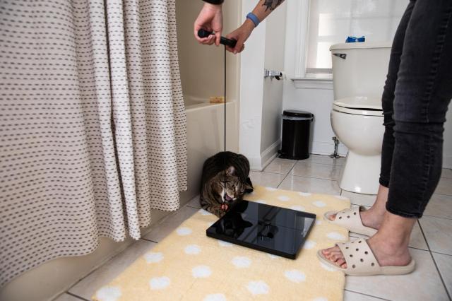 If you do get a segmented body analysis scale, keep in mind they’re not exactly cat-safe. Petey cannot resist the string.