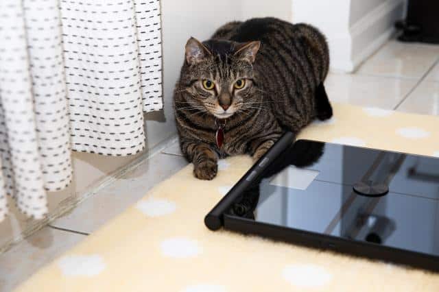 Petey thinks you should take smart scales with a heavy grain of salt. Tracking baseline trends can be helpful, but try to take the metrics neutrally.