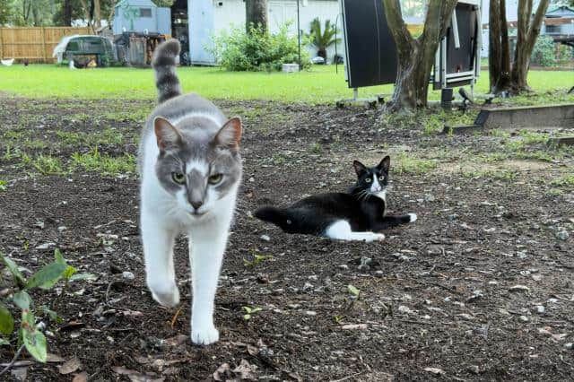 Who could get these two precious faces mixed up? Smokey, left, and Boone, right, are indoor/outdoor kitties who love their Litter Robot, even if it can’t tell them apart.