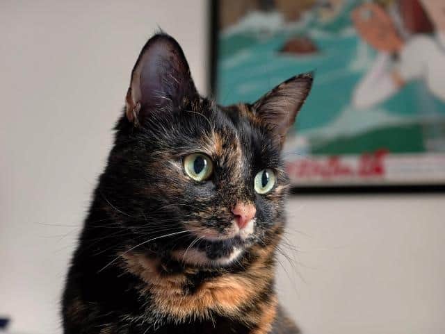 Photo of a tortoiseshell cat’s face, looking off to the side