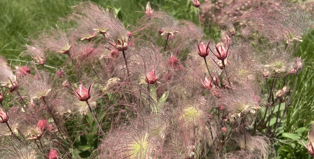 Prairie smoke meadow