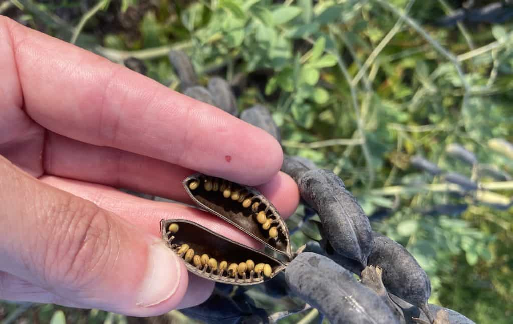 How to Collect Clean and Store Native Plant Seeds
