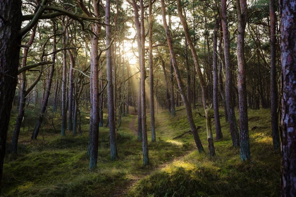 top ten native trees
