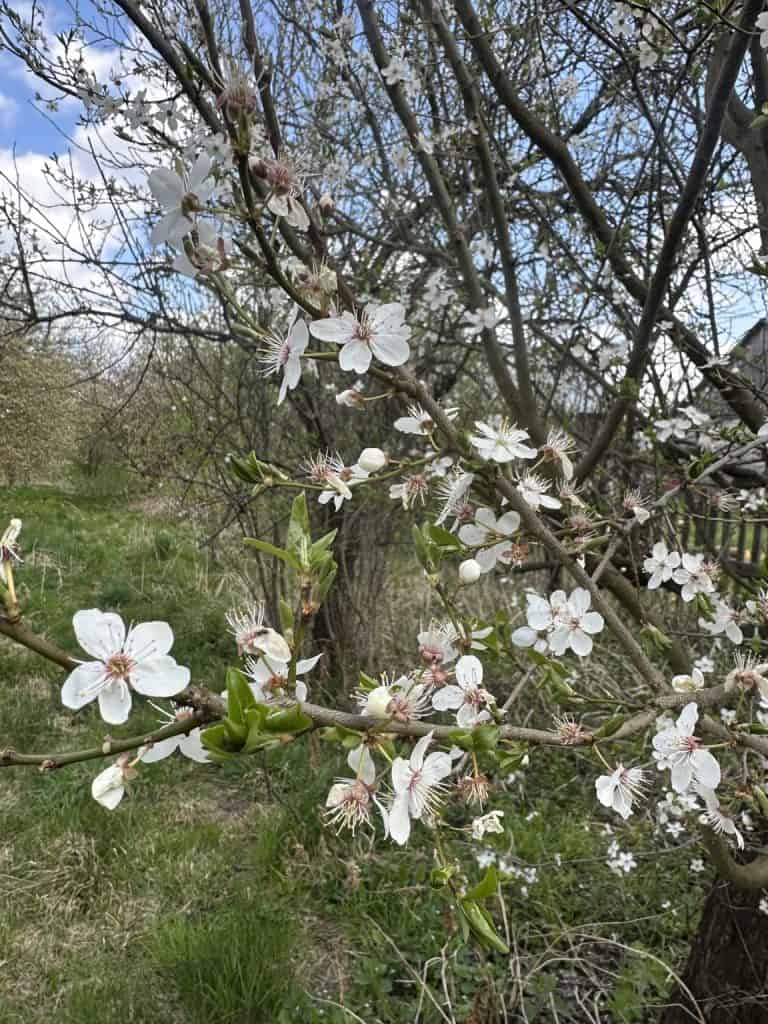 Restoring Not Resetting Life
