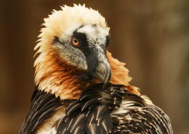 Bearded Vulture