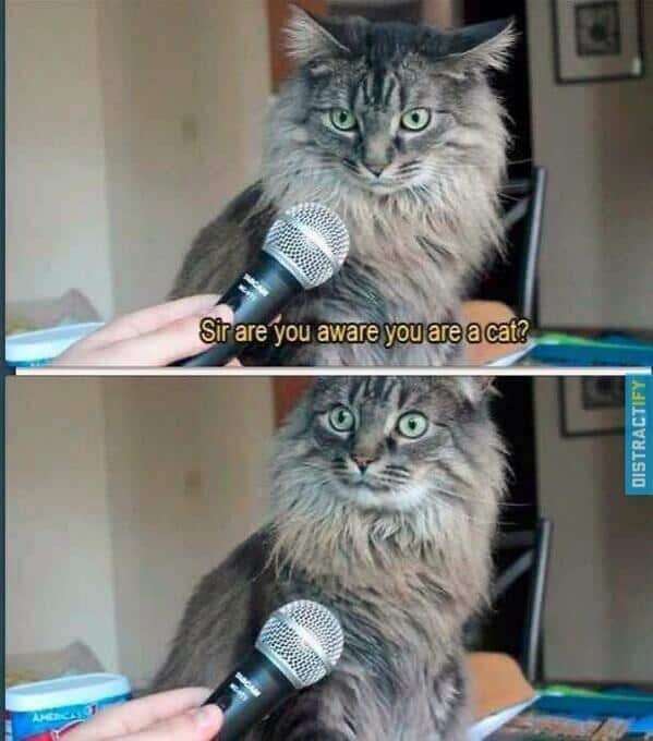 cat meme