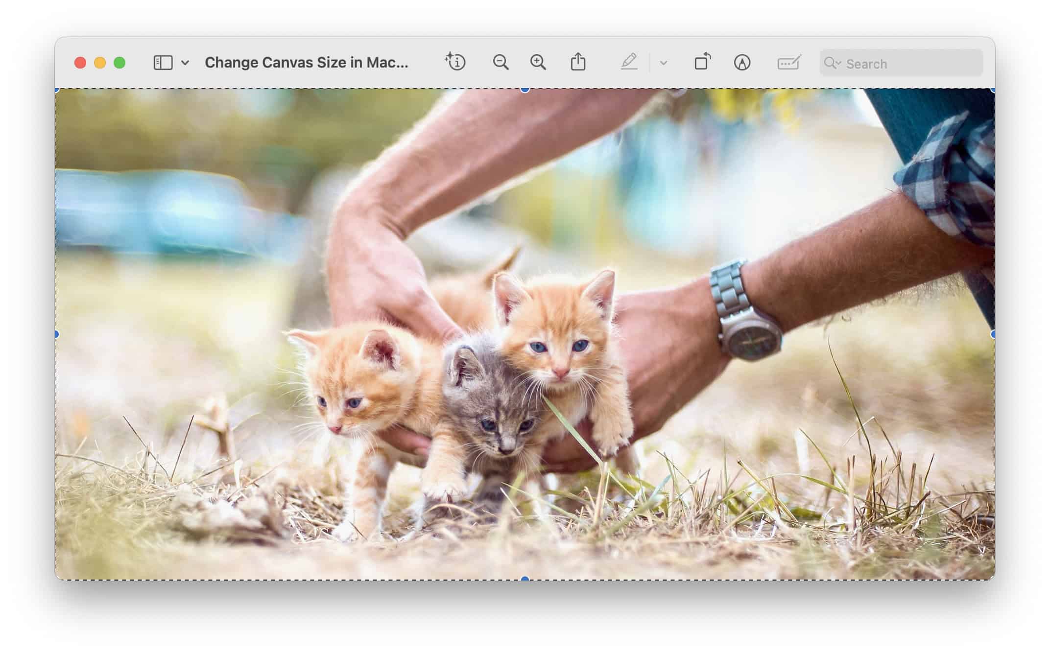 Select all the image to start expanding its canvas in Preview