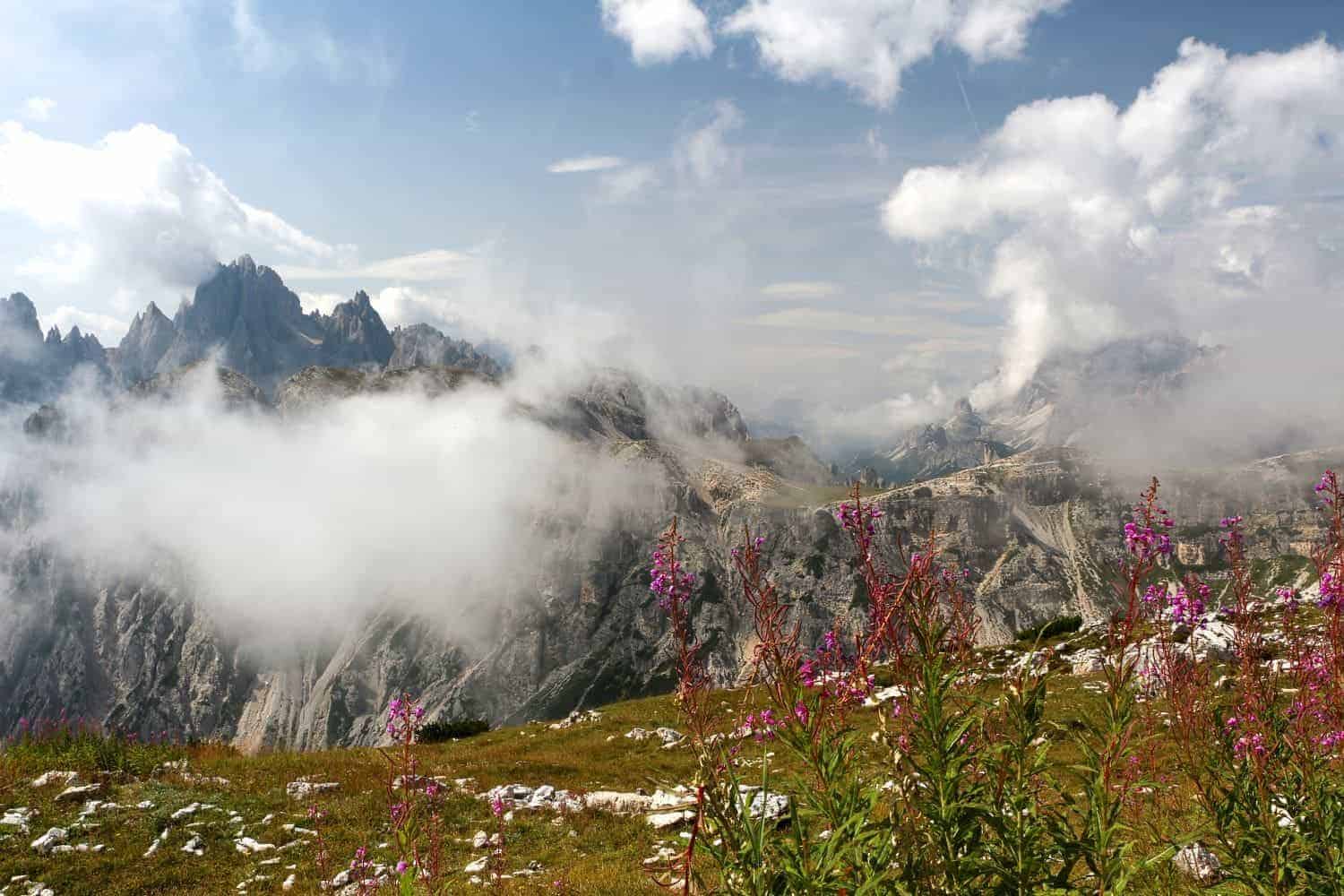 A scenic mountain landscape with jagged peaks partially obscured by clouds. In the foreground, there are clusters of pink wildflowers and green grass, while the rocky mountains in the background are bathed in varying shades of grey and brown.