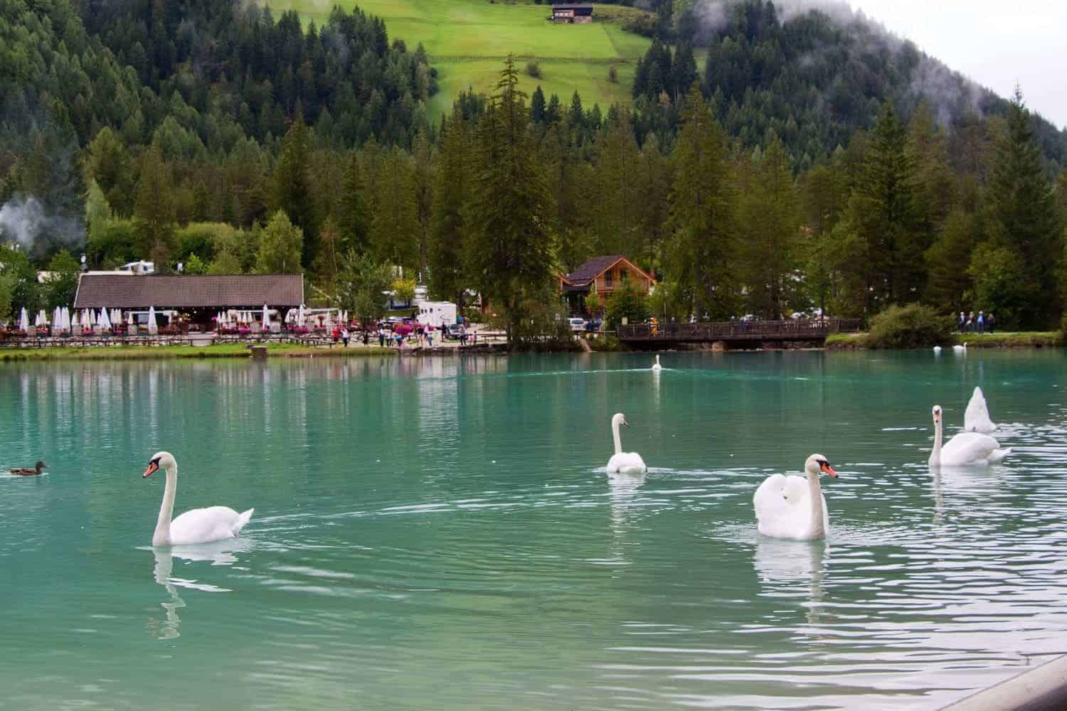 A serene lake scene with five white swans gliding on turquoise water. Forested hills and a small house are in the background. A few ducks swim nearby, with a cozy lakeside cafe visible on the left.