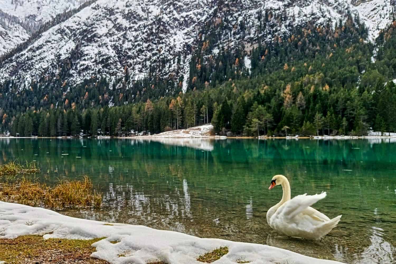 A white swan stands at the edge of a clear lake, surrounded by snow-dusted grass, with evergreen trees and snow-covered mountains reflected in the turquoise water.
