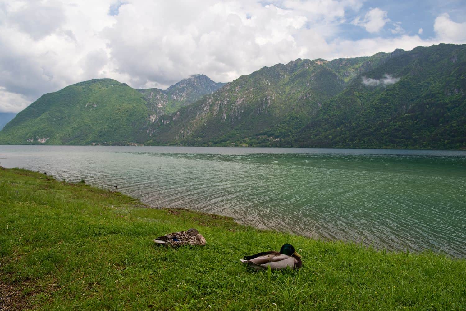 Two ducks rest on green grass by a calm lake, with forested mountains and cloudy skies in the background. The water reflects some of the greenery from the landscape.