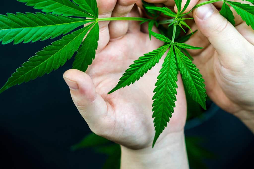 DEA Releases Interim Final Rule on Hemp and CBD Products