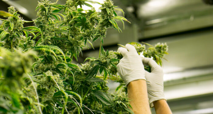 Hands Trim Cannabis Plant Marijuana Indoor Farm