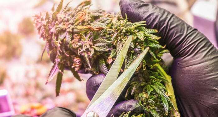 Reap What You Sow: Harvest to Open Five Facilities in Ohio