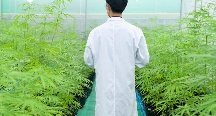 Two Massachusetts Cannabis Companies Will Pay Up For Pesticide Violations