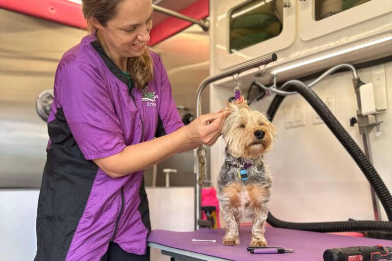 Erica cleans the ears of a small terrier in the Paw Shapers mobile grooming van