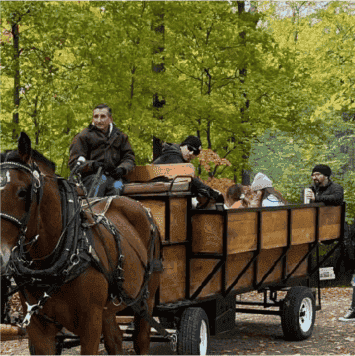 Horse Drawn wagon rides (Weekends) (1)