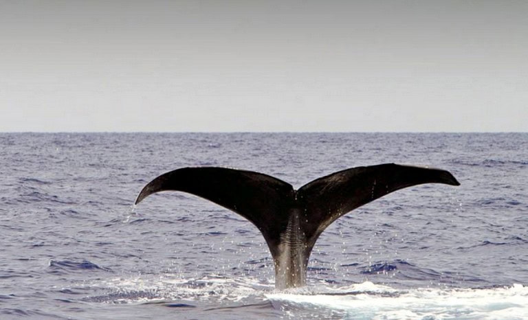 Baleinebahamasarte 768x466
