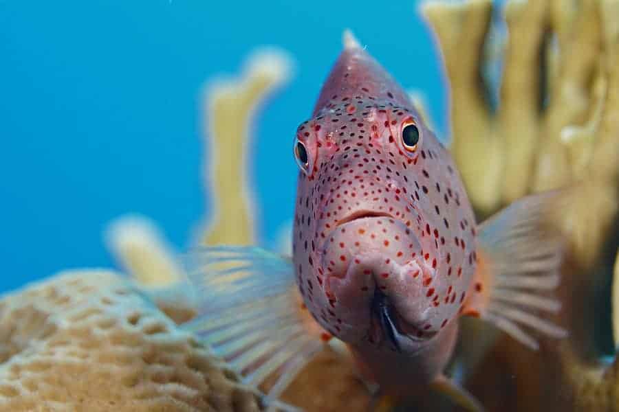 1er Place Portrait De Poisson Compact Camera Luc De Laet
