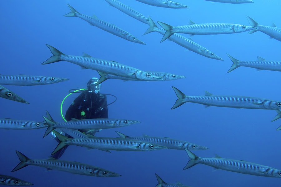 Barracudas Cabo De Palos