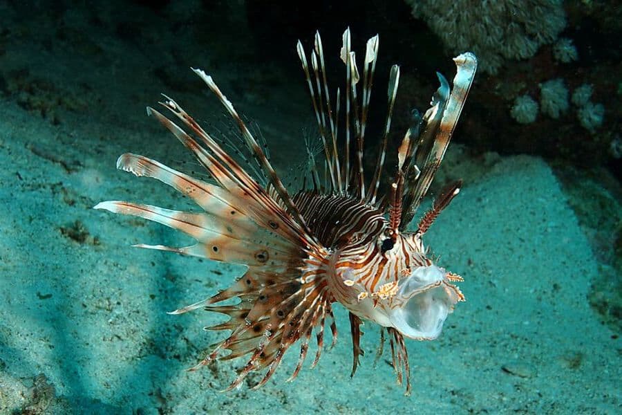 Pterois4
