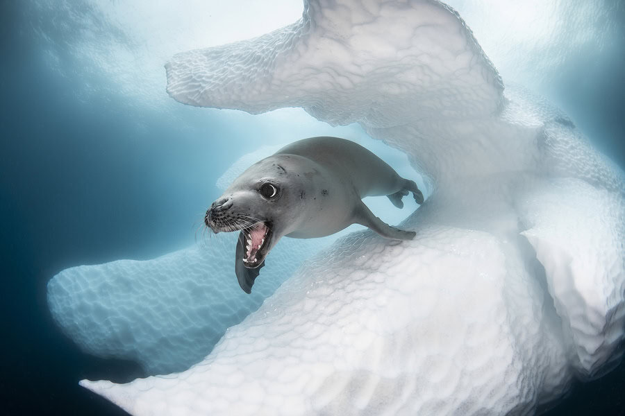Antarctique Faune Sous Marine
