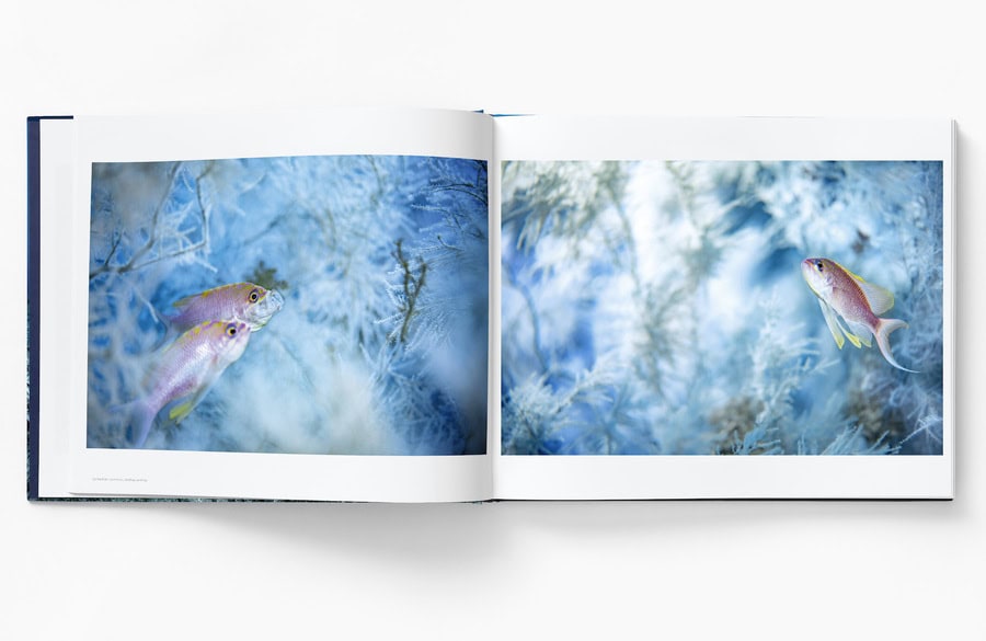 Ballesta Livre Ouvert Anthias