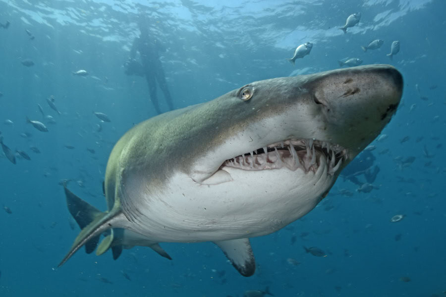Afrique Du Sud Requin Taureau