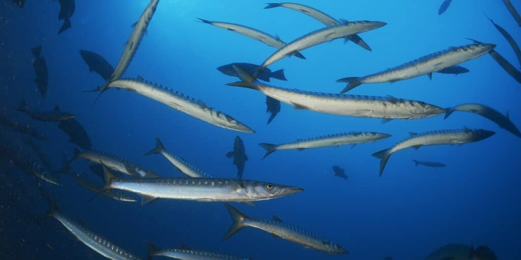 Barracudas 2 web