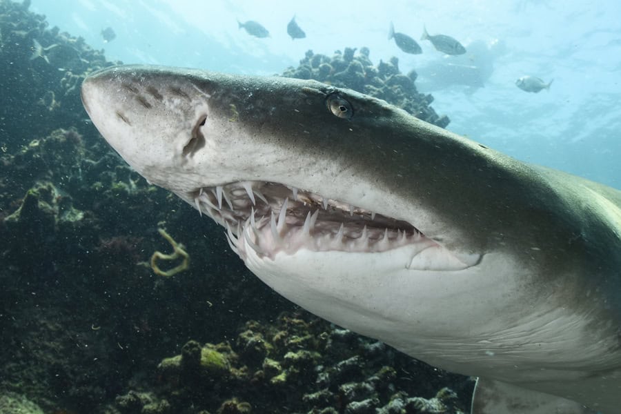 Requin Taureau