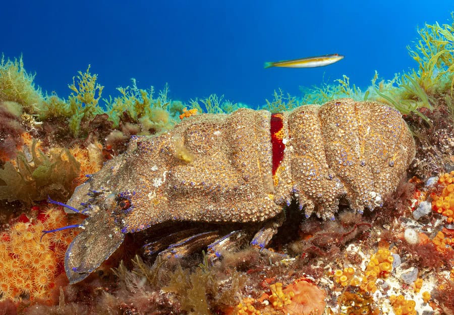 Grande Cigale De Mer, Scyllarides Latus