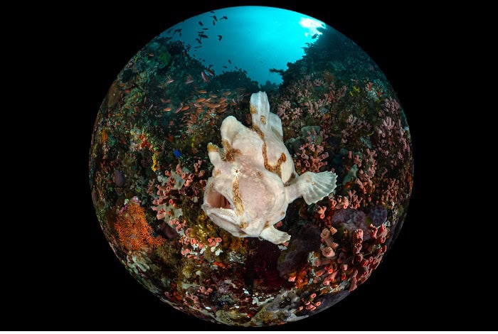 1st compact wide angle enrico somogyi giant frogfish
