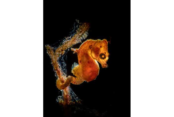 1st macro galice hoarau seahorse