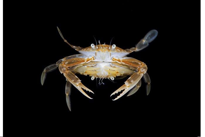 1st marine life behavior steven kovacs mating crabs