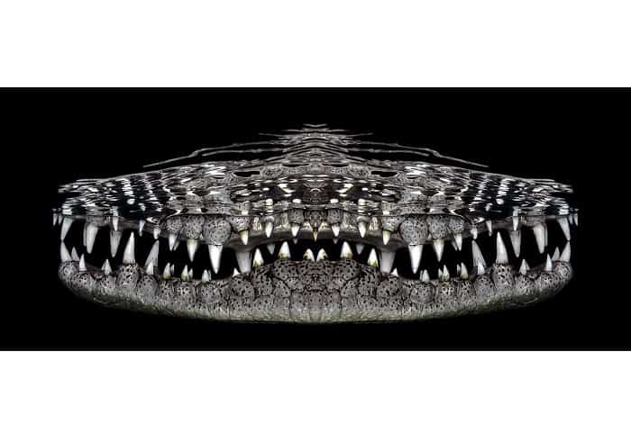 1st underwater art jenny stock crocosmile