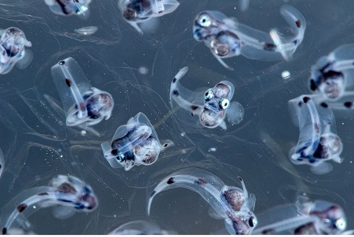 2nd macro sayaka ichinoseki the baby of anngler fish