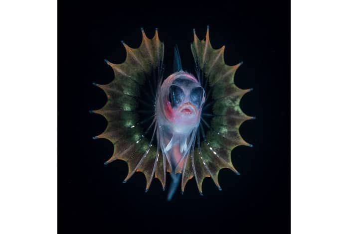 2nd portrait jeff molder mardi gras blenny