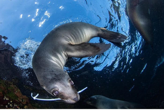 2nd underwater conservation celia kujala playing with plastic