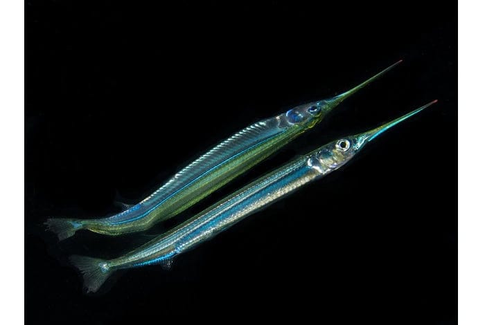3rd compact macro pt hirschfield juvenile garfish reflection
