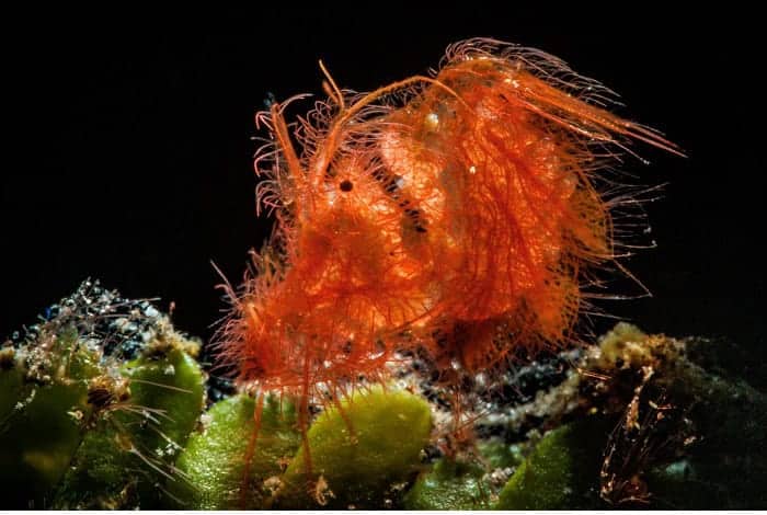 3rd macro ludovic galko rundgren orange and hairy