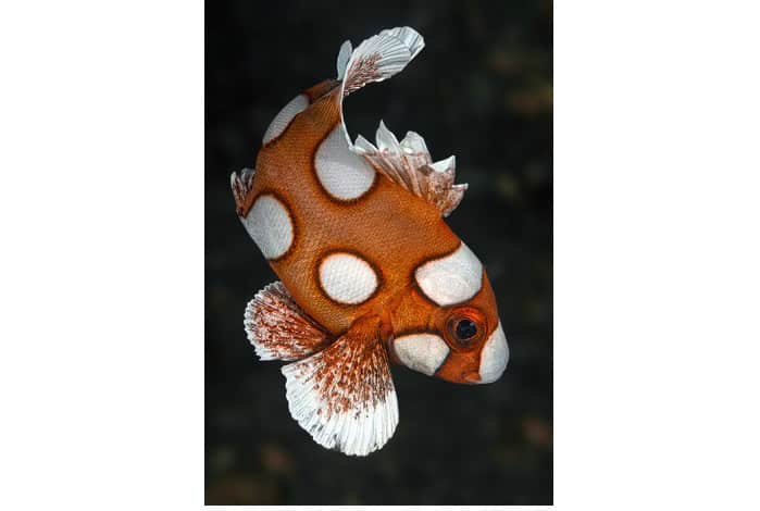 3rd portrait igor bogachenko harlequin sweetlips plectorhinchus chaetodonoides juvenile