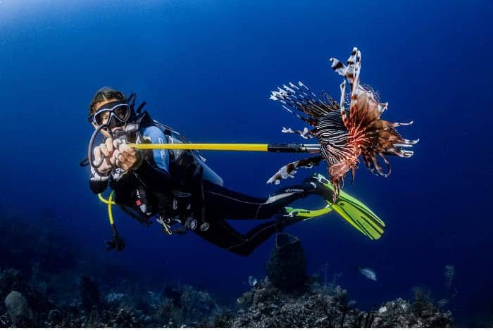 3rd underwater conservation stephanie doniger cindy vs. the lionfish