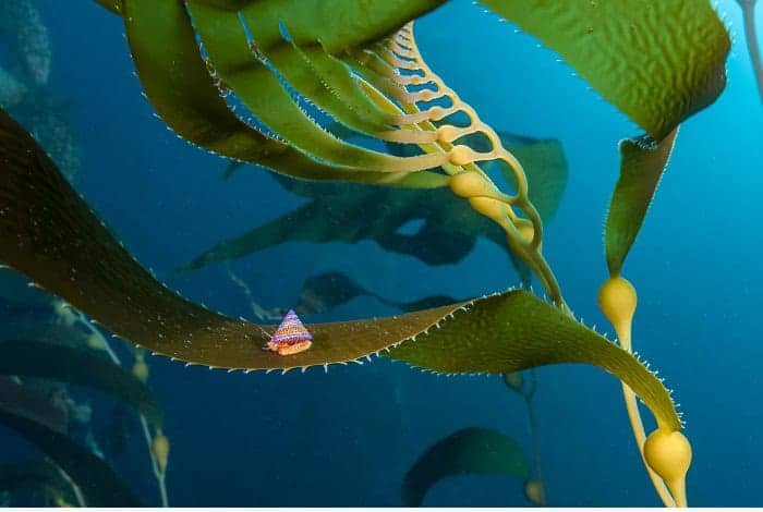 Hm1 cold water jon anderson jewel of the kelp forest