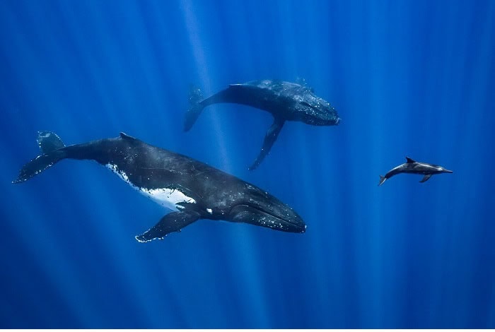 Hm1 marine life behavior adam martin friends