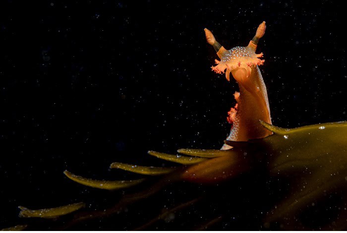 Hm1 nudibranchs jon anderson triopha maculata