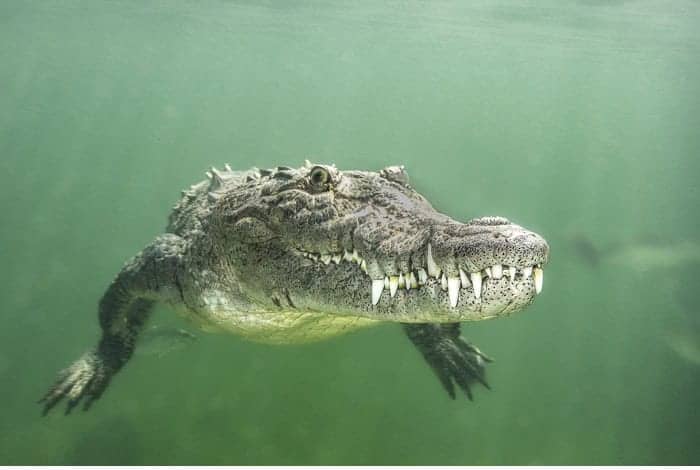 Hm1 portrait catherine holmes never smile at a crocodile