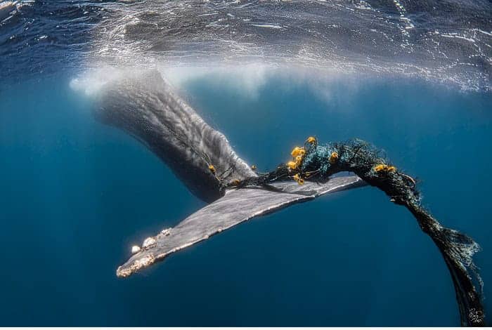 Hm1 underwater conservation rafael fernandez the last moments of a sperm whale 0