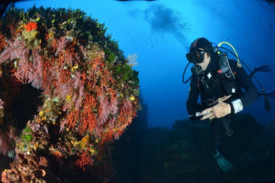 Sept 2013 plongeur et corail rouge corallium rubrum n1119 1