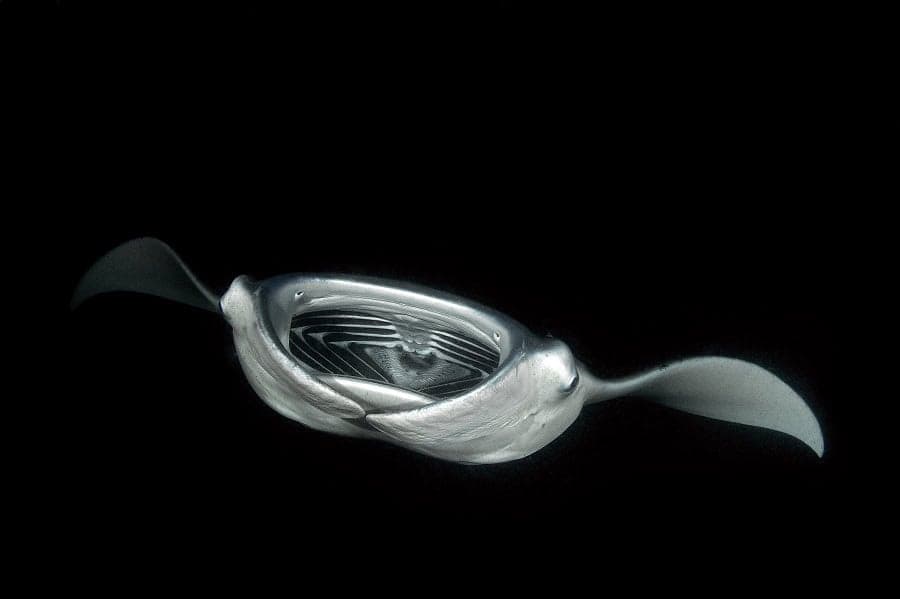 Manta d alfred mobula alfredi nuit d8676